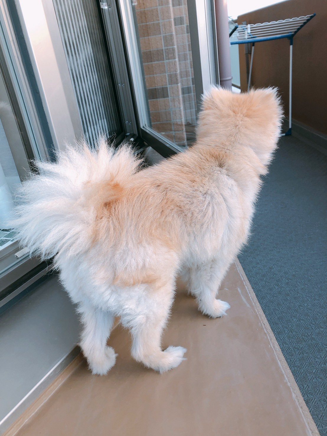 窓辺に立つマロン