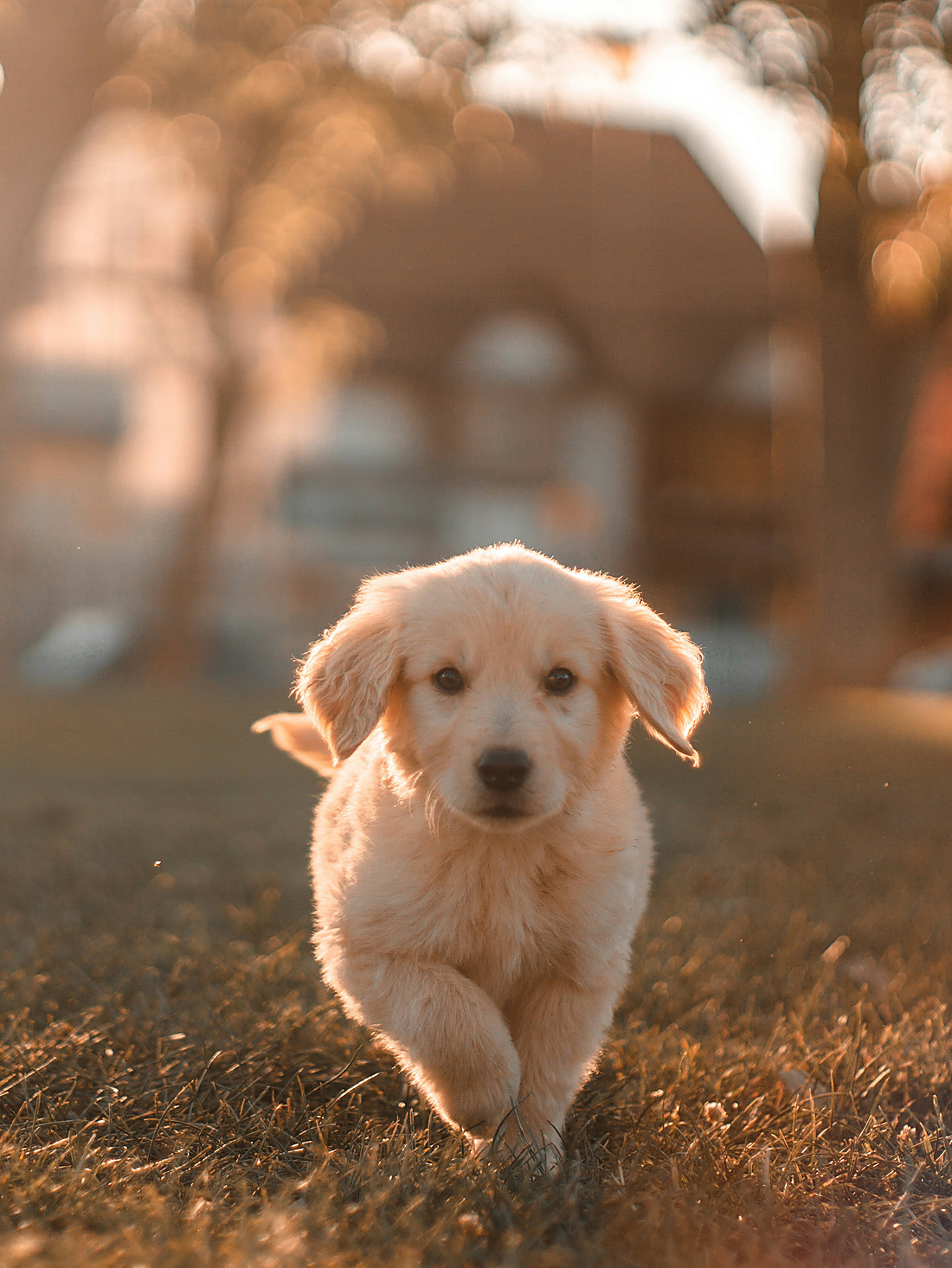 並んで座る犬たち