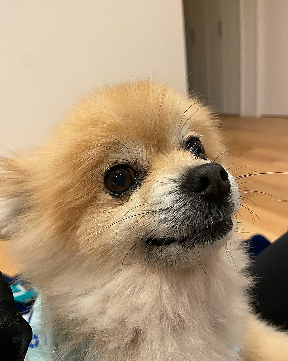 ポメラニアンのマロン